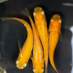 【拓めだかラボ】久万楊貴妃めだか 若魚10匹+αの画像