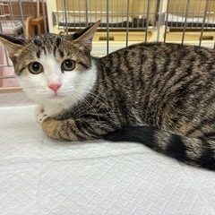 🐈おっとり八兵衛　いざ‼️参上🐈