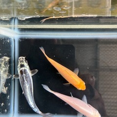 錦鯉　3匹セット②の画像