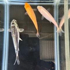 錦鯉　3匹セット②の画像