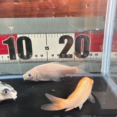 錦鯉　3匹セット②の画像