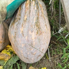 かぼちゃの画像