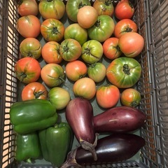 朝一収穫した傷物🍅と🍆と🫑