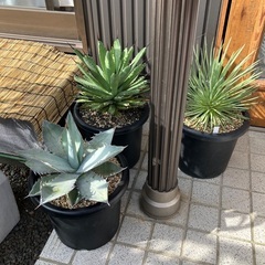 アガベの画像