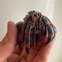 オカヤドカリ大切にしていただける方にの画像