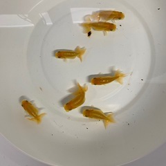 可愛いらんちゅうの画像