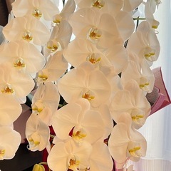 胡蝶蘭の苗の画像