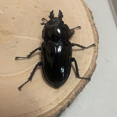 ニジイロクワガタ　紫紺ペアの画像