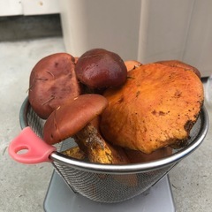 落葉きのこ　200g超②の画像