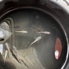 レックウザの画像