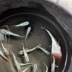 鯖の極の画像