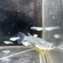 鯖の極の画像