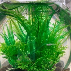 室内でメダカ飼育セット①の画像