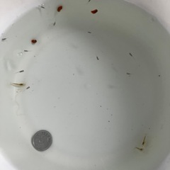 室内でメダカ飼育セット②の画像