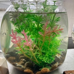 室内でメダカ飼育セット②の画像