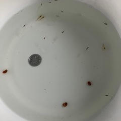 室内でメダカ飼育セット③の画像