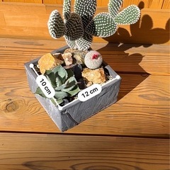 多肉植物寄植え　アガベ・サボテンの画像
