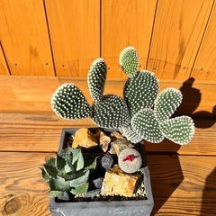 多肉植物寄植え　アガベ・サボテンの画像