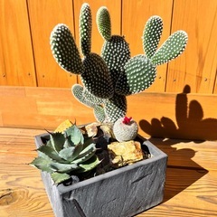 多肉植物寄植え　アガベ・サボテンの画像