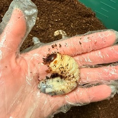 差し上げます　カブトムシ　何匹でも可の画像