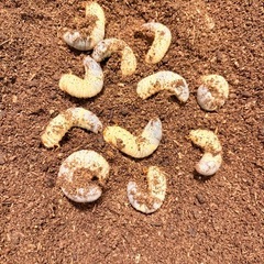 差し上げます　カブトムシ　何匹でも可の画像