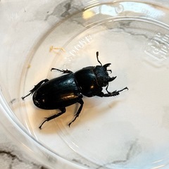 差し上げます　ヒラタクワガタ♀の画像