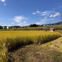 R7年度産　群馬県北部コシヒカリ玄米30キロ　新米　無農薬の画像