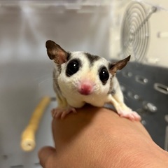 フクロモモンガ モザイク 男の子 2歳くらい？