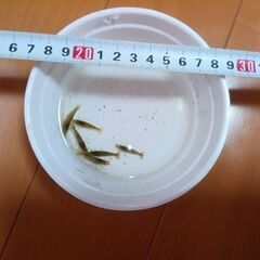 【ペット用】ミナミヌマエビ　30匹　1000円　【生餌お断り<(_ _)>】の画像