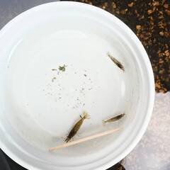 【ペット用】ミナミヌマエビ　30匹　1000円　【生餌お断り<(_ _)>】の画像