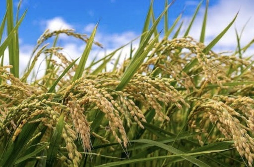 お米　
にじのきらめき　新米　玄米　NO1 残りわずか