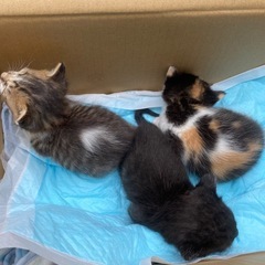 子猫の里親さん募集です！！県内の方限定