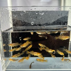 メダカ竜章鳳姿　5匹の画像