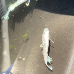 親種　タルグラ　メダカ　めだかの画像