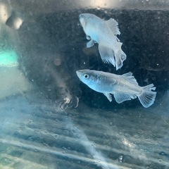 親種　タルグラ　メダカ　めだかの画像