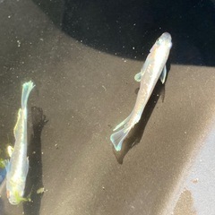 親種　タルグラ　メダカ　めだかの画像