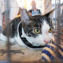 白キジ　子猫　ナデナデ、抱っこ好き