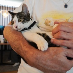 白キジ　子猫　ナデナデ、抱っこ好き