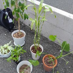 観葉植物セット　ユッカ　ラッキーバンブー　その他の画像