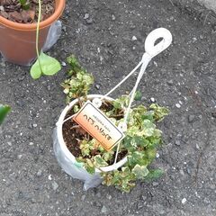 観葉植物セット　ユッカ　ラッキーバンブー　その他の画像