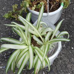 観葉植物セット　ユッカ　ラッキーバンブー　その他の画像