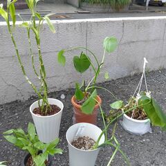 観葉植物セット　ユッカ　ラッキーバンブー　その他の画像