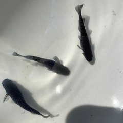 親種　黝冠　メダカ　めだかの画像