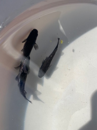 確認ページ2017 2025年最新Yahoo!オークション -ムジーク(ユーティリティ)の中古品