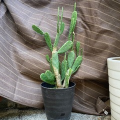 サボテン🌵くんの画像