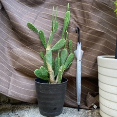 サボテン🌵くんの画像