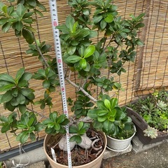 観葉植物　ガジュマルの画像