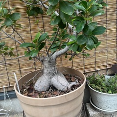 観葉植物　ガジュマルの画像