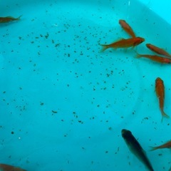 金魚1匹10円
の画像