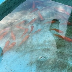 金魚1匹10円
の画像